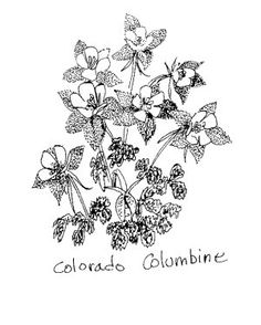 236x294 I Love Line Art Drawing Of Northern Pitcher Plant,