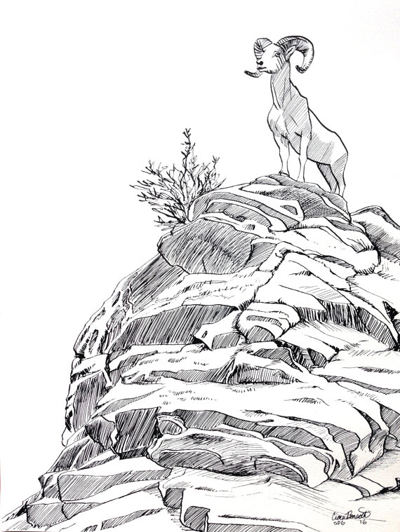 570x759 Bighorn Sheep Colorado Original Ink Drawing Inktober Rocky