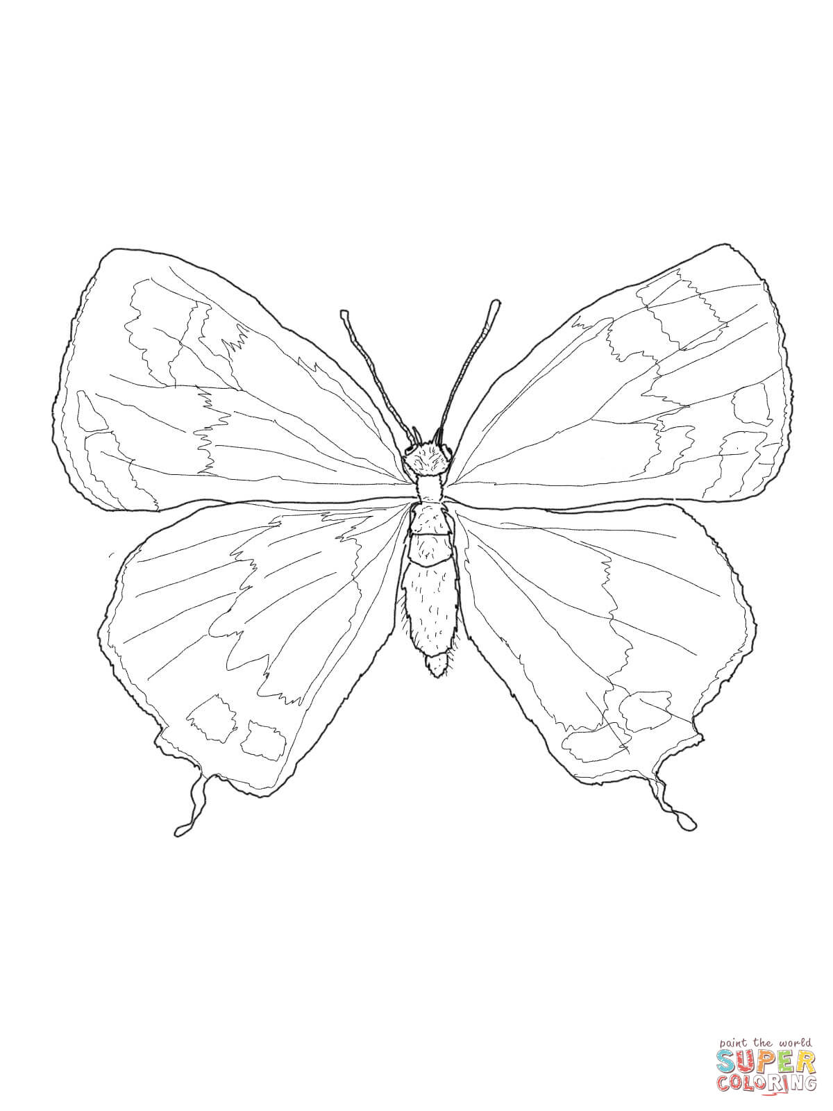 1200x1600 Male Colorado Hairstreak Butterfly Coloring Page Free Printable
