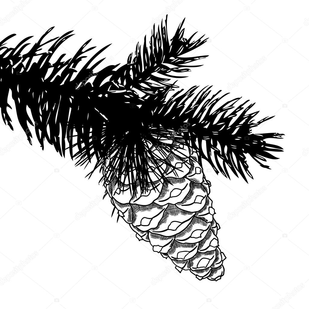 1024x1024 Sketch Hand Drawing Pine Cone Stock Photo Goldenshrimp