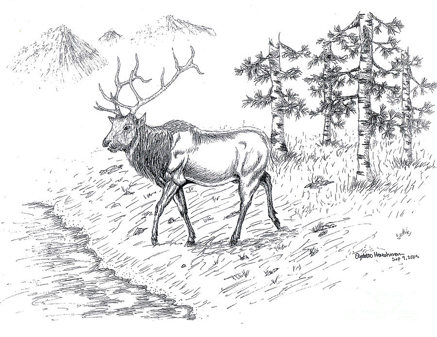 900x695 Colorado Elk Drawing By Elizabeth Harshman