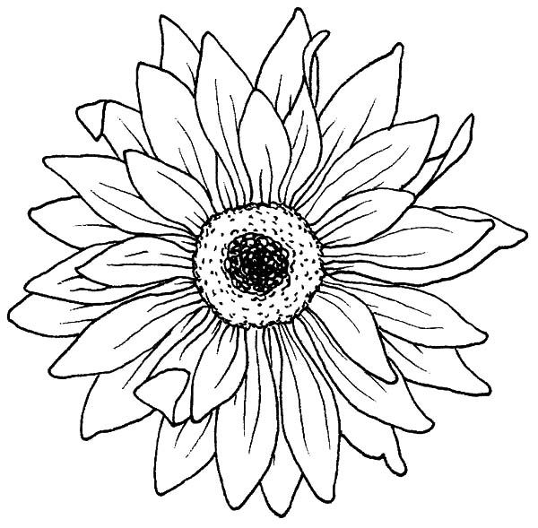 600x589 Drawing Blooming Aster Flower Coloring Pages Bulk Color More