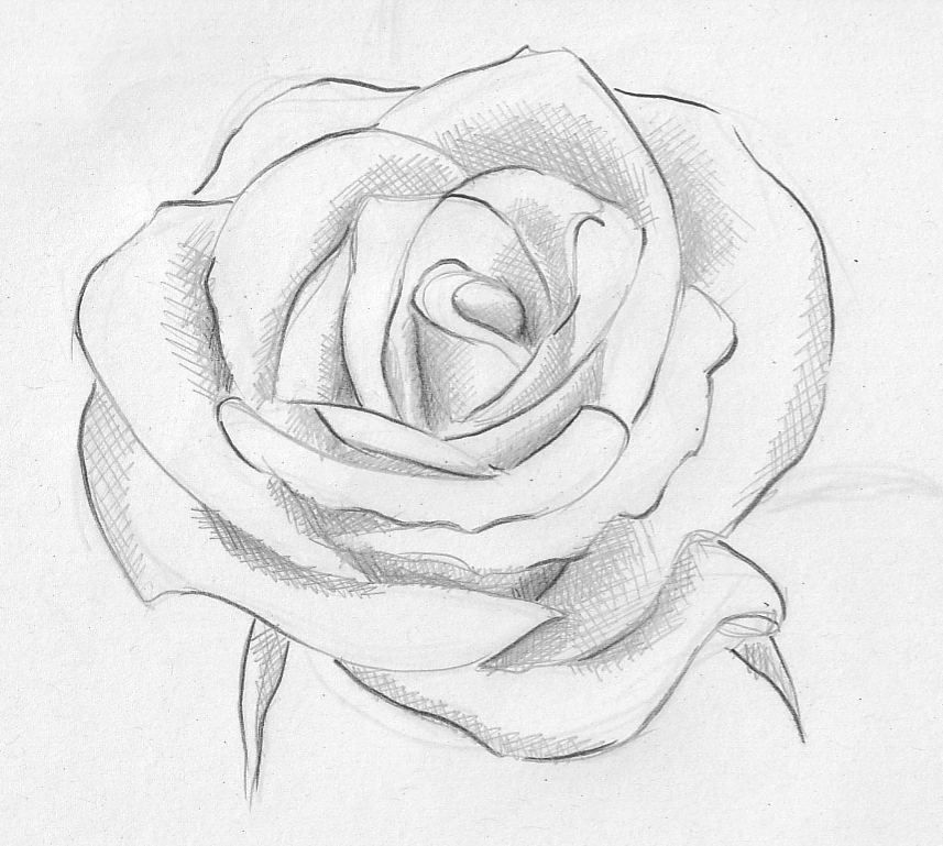 857x769 Rose Rose Drawings And Tattos