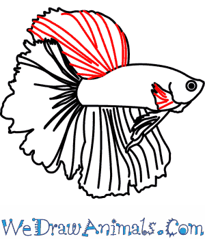 300x350 How To Draw A Siamese Fighting Fish