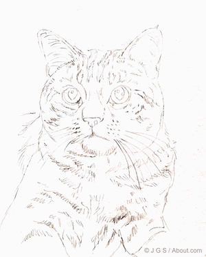 300x373 How To Draw A Cat In Colored Pencil How To Draw A Cat