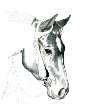 300x372 Annie Colored Pencil Demonstration