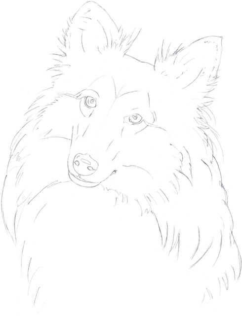 490x641 Shetland Sheepdog