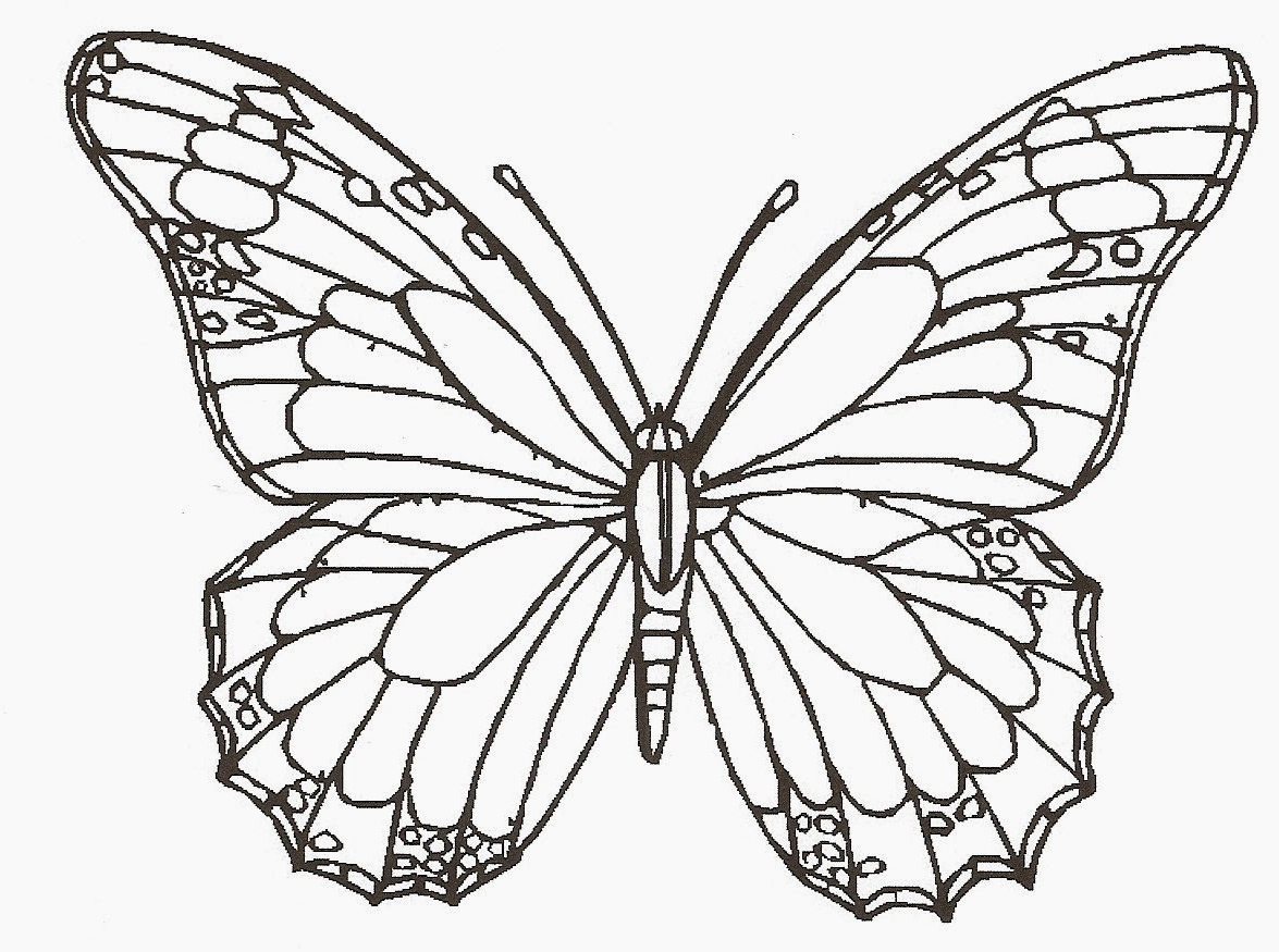 1175x875 Butterfly In Drawing In Color How To Draw A Realistic Butterfly