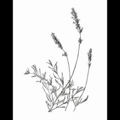 236x236 40 Beautiful Flower Drawings And Realistic Color Pencil Drawings