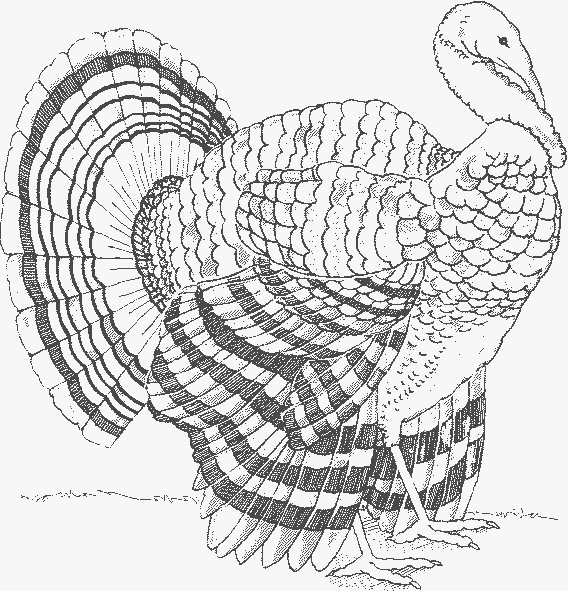 568x591 Turkey Pictures To Color Dr. Pat's On Line Pilgrim Coloring Book