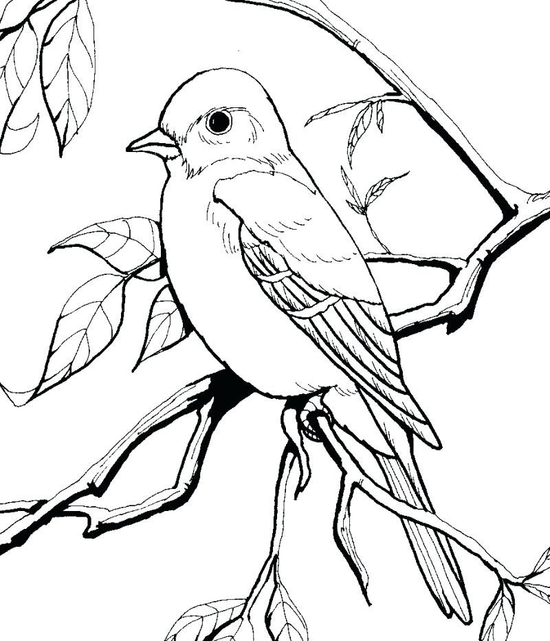 800x932 Coloring Page Of A Robin Bird
