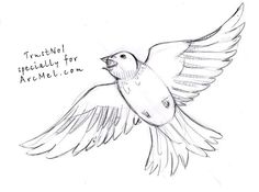 236x175 Bird Coloring Pages How To Draw Flying Bird, How To Draw