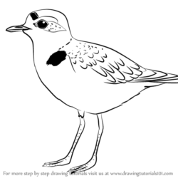 250x250 Birds Drawing Images, Pencil Sketches, Colorful Arts Drawing Skill