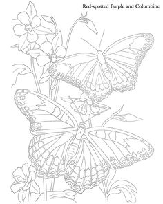 236x295 Free Butterfly Printable Butterfly Drawing, Butterfly