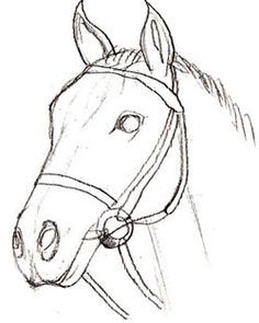 236x295 How To Draw A Realistic Horse Head How To Draw A Horse Head