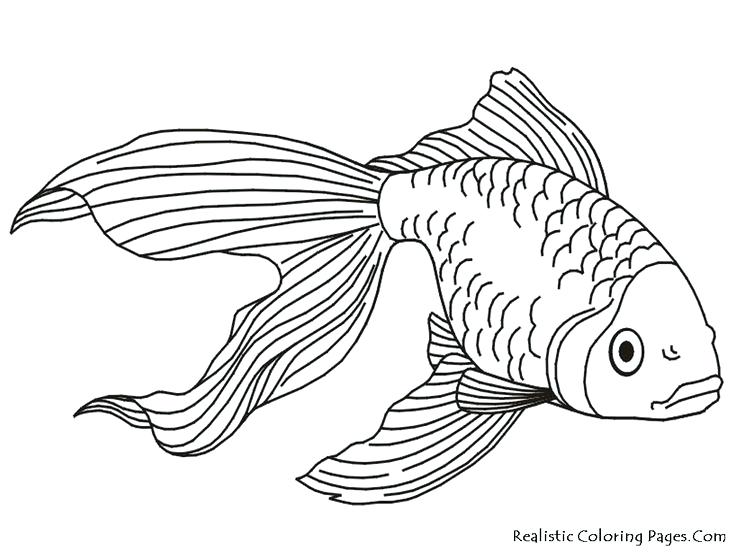 736x552 Fish Images To Color Genesisar.co