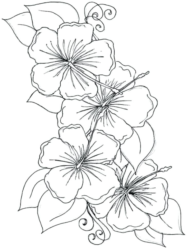 728x971 Coloring Pictures Of Hawaiian Flowers Color Bros Coloring Book
