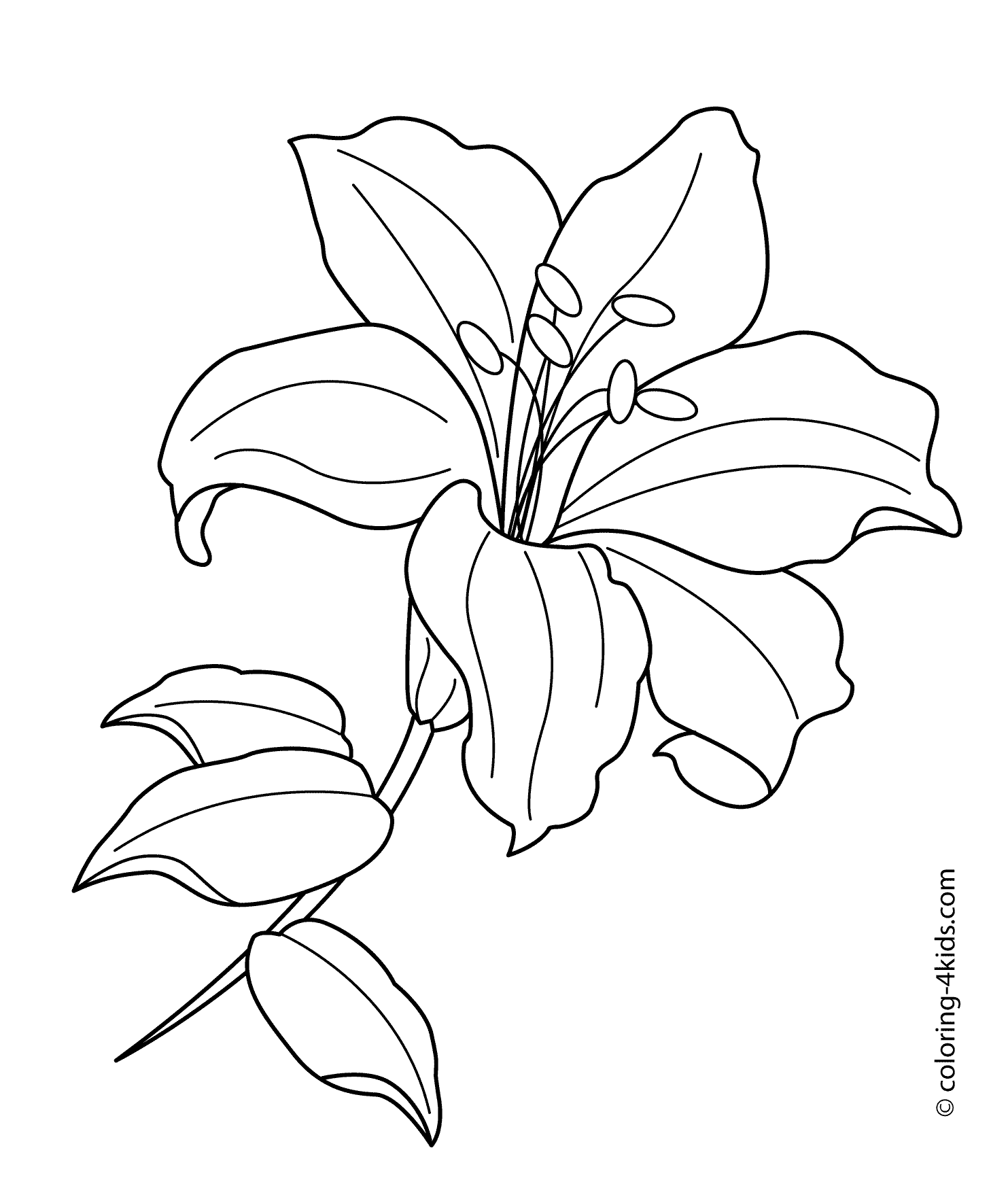 1483x1764 Lilium Flower Coloring Pages For Kids, Printable Free Flowers