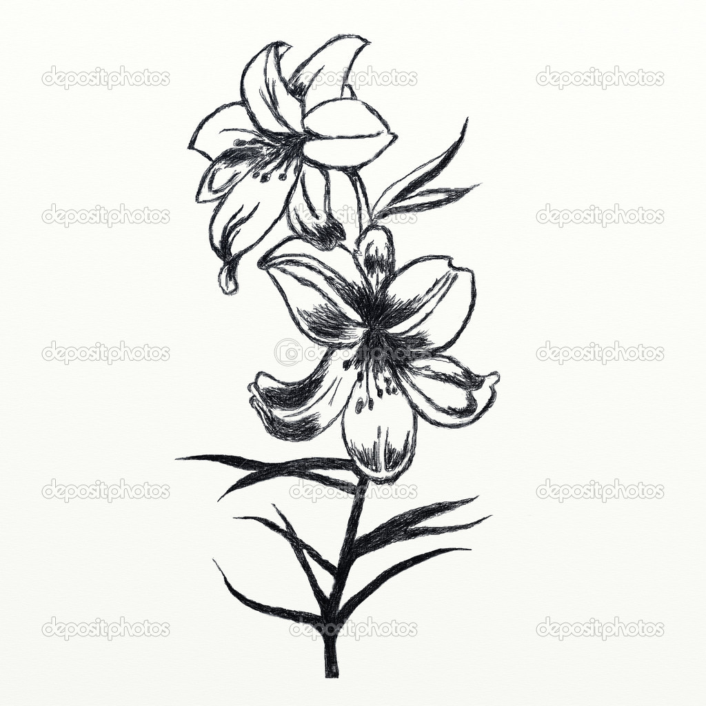 1024x1024 Line Drawing Of A Flower Sketch Of Lily Flowers In Black