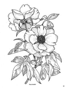 236x310 Pin By Bazza On Digi Stamps Flowers, Flower Pictures