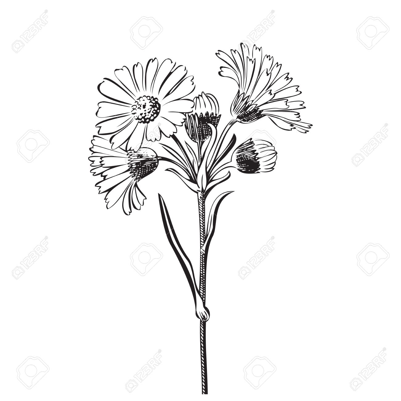 1300x1300 Hand Drawn Bouquet Of Daisy Flowers Isolated On White Background