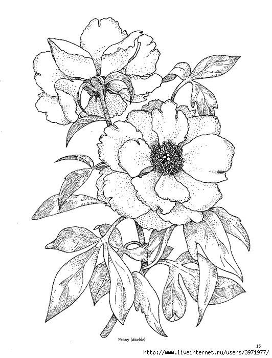 532x699 Wild Rose Drawing