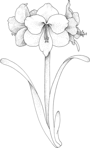 292x480 Amaryllis Flower Coloring Page Free Printable Coloring Pages
