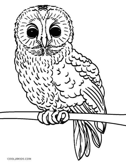511x670 Owl Coloring Best Colorful Owl Ideas On Cool Drawings Shining Star