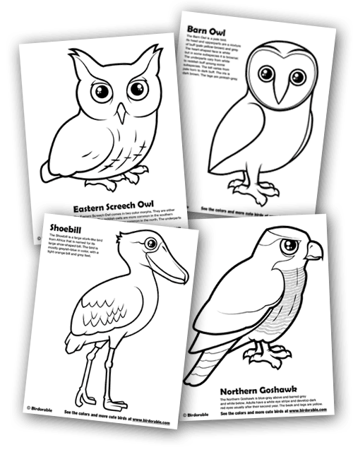 500x640 Screech Owl Coloring Page