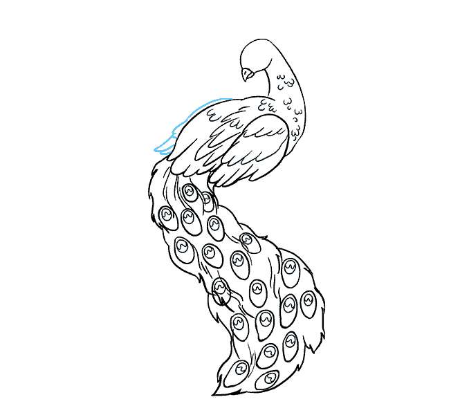 678x600 How To Draw A Peacock In A Few Easy Steps Easy Drawing Guides