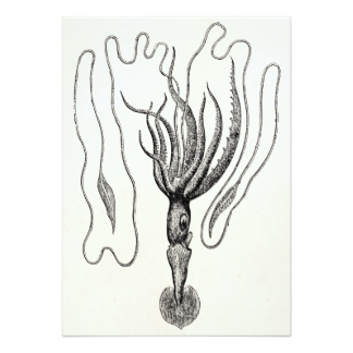 324x324 Giant Squid Cards