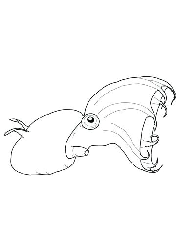 360x480 Giant Squid Coloring Pages Hand Drawn Squid Animal Illustration