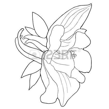 Columbine Flower Drawing