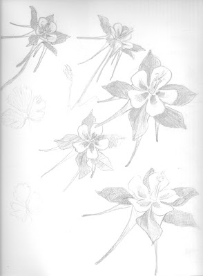 294x400 A Stroke Of Joy New Favorite Flower Columbine