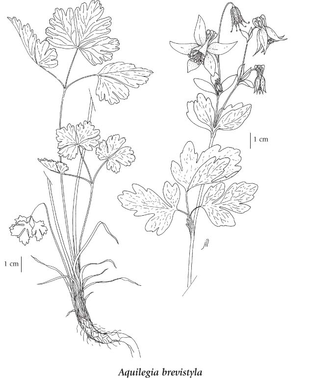 632x771 Aqui.brevi.drawing.jpg