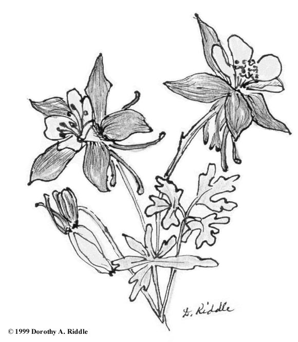 580x667 Columbine Flower Sketch