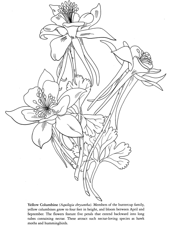 577x760 Inkspired Musings Spring Columbines