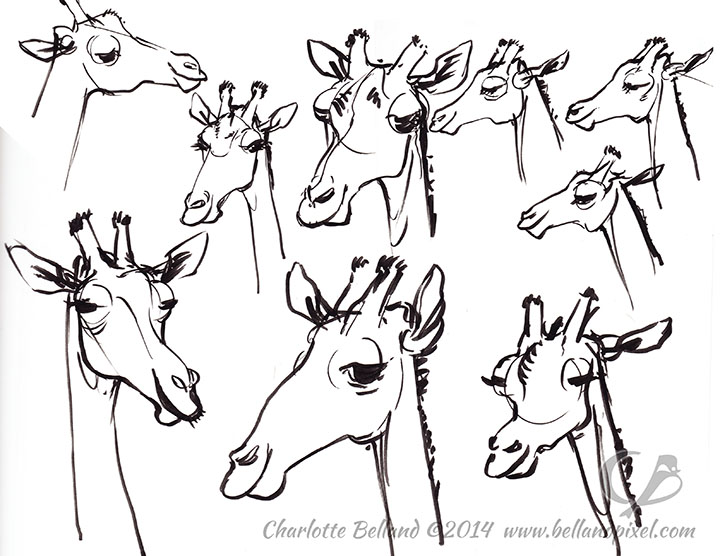 720x556 Zoo Drawings Bellandpixel