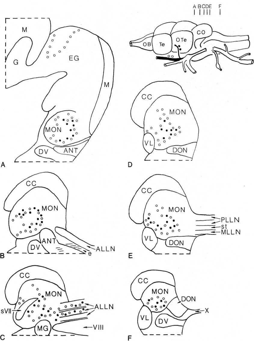 845x1134 Drawings Of Rostral (A) To Caudal (F) Transverse Sections Through