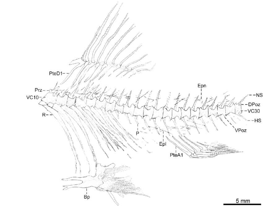 850x671 Line Drawing Of The Central Vertebral Column Of Tchunglinius
