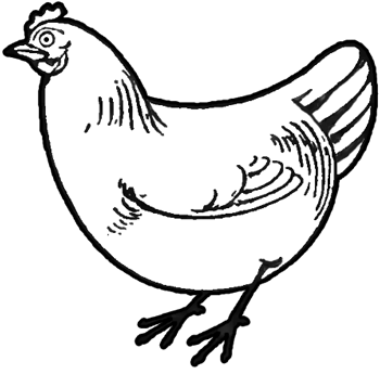 350x345 How To Draw Chickens Amp Hens With Easy Step By Step Drawing