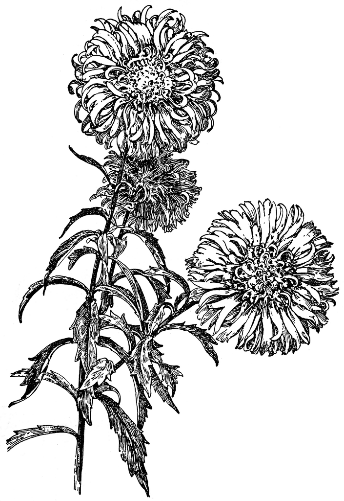 705x1024 China Aster, The Comet Type Clipart Etc
