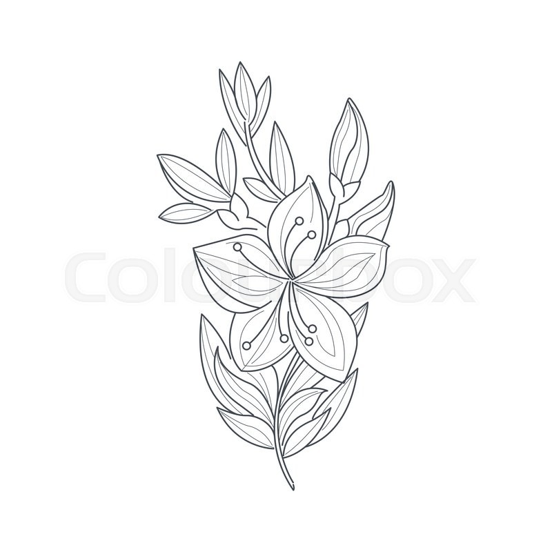 800x800 Jasmine Flower Monochrome Drawing For Coloring Book Hand Drawn
