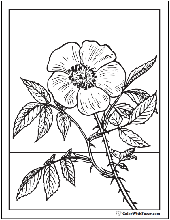 590x762 Rose Coloring Pages Customize Pdf Printables Primroses