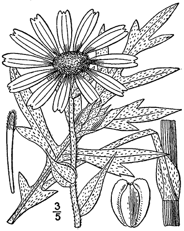 380x475 Compass Plant, Silphium Laciniatum L.