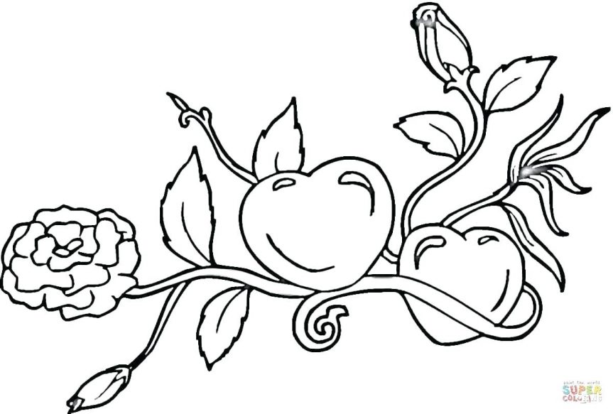 863x583 Rose Coloring Pages To Print Archives Best Page In Compass Book