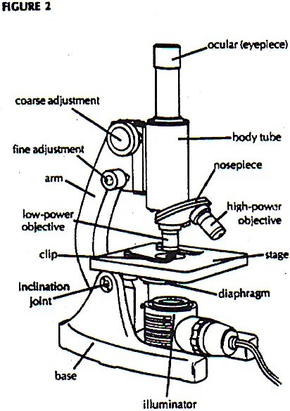 Compound Light Microscope Drawing at GetDrawings | Free download