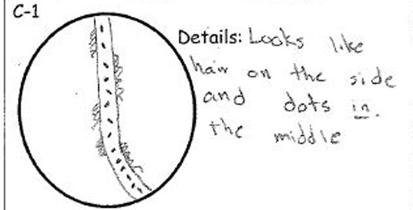 590x300 Hairy Cat Capers Mystery Amp Hair Analysis Lab Henrico 21