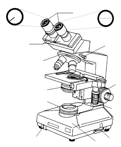 Compound Light Microscope Drawing at GetDrawings | Free download