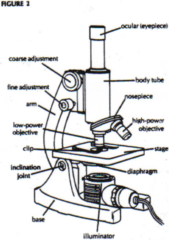 550x782 A Light Microscope As It Clipart Panda